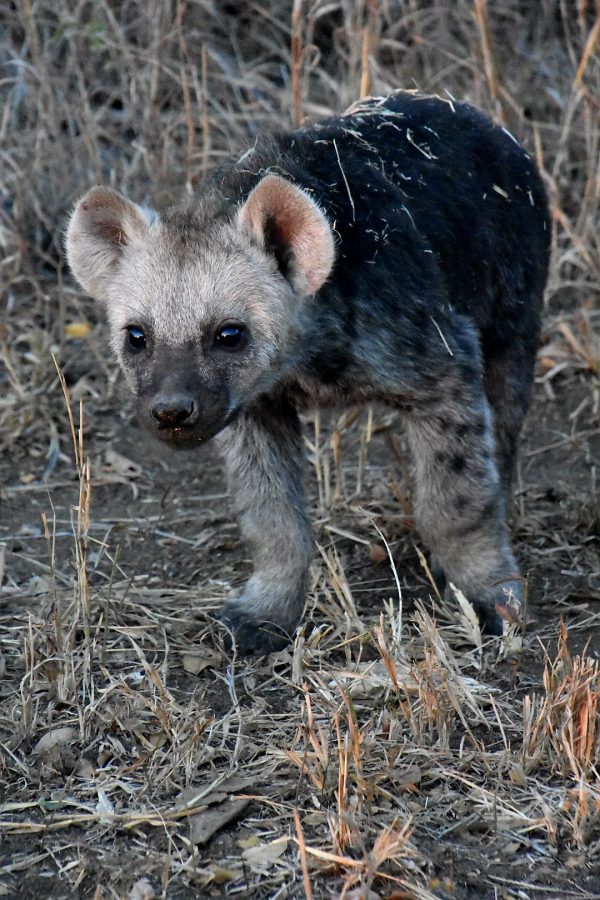 Carnivores In The Savanna