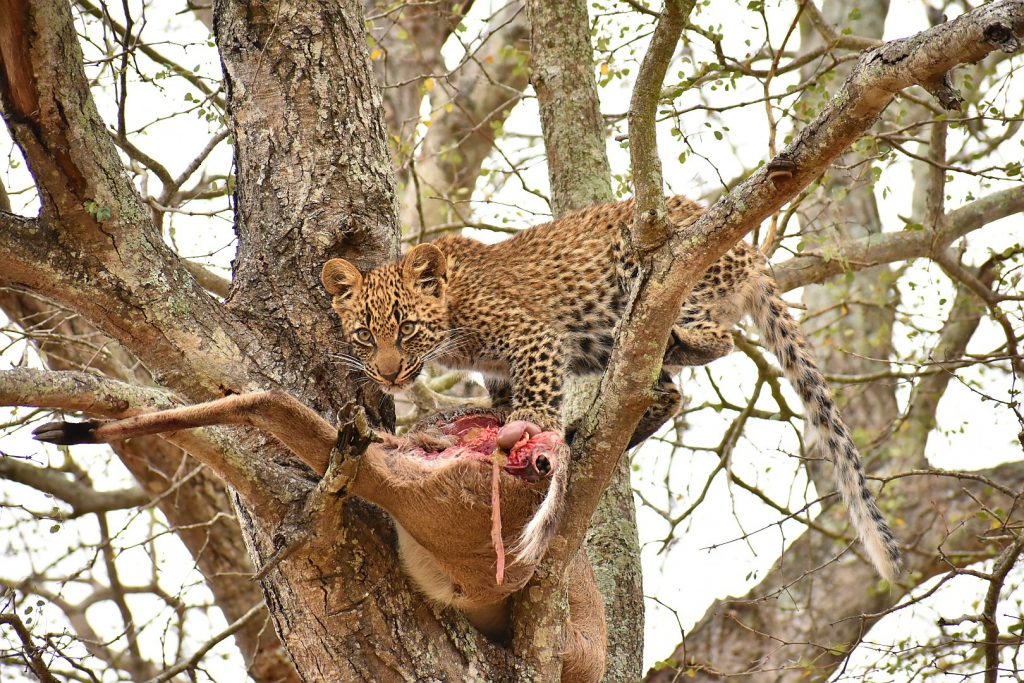 Spotted Hyena – Africa's Ultimate Carnivore? | Completely Unique Safaris