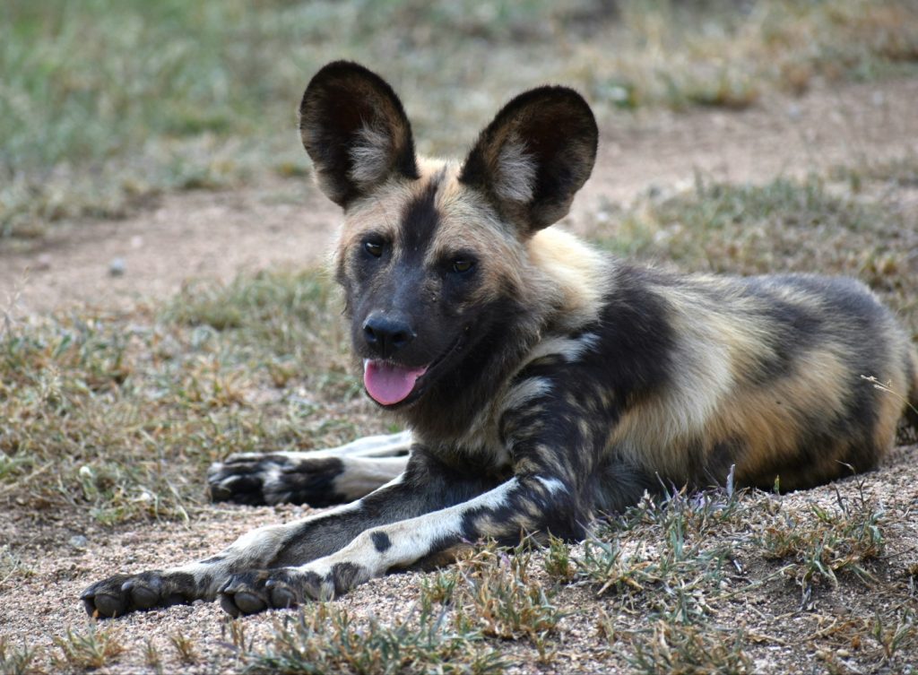 Spotted Hyena – Africa's Ultimate Carnivore? | Completely Unique Safaris